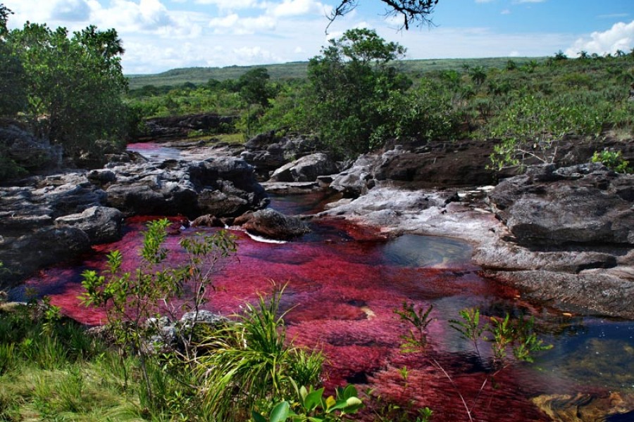 Cao Cristales. Julio Alberto Duarte Paiba